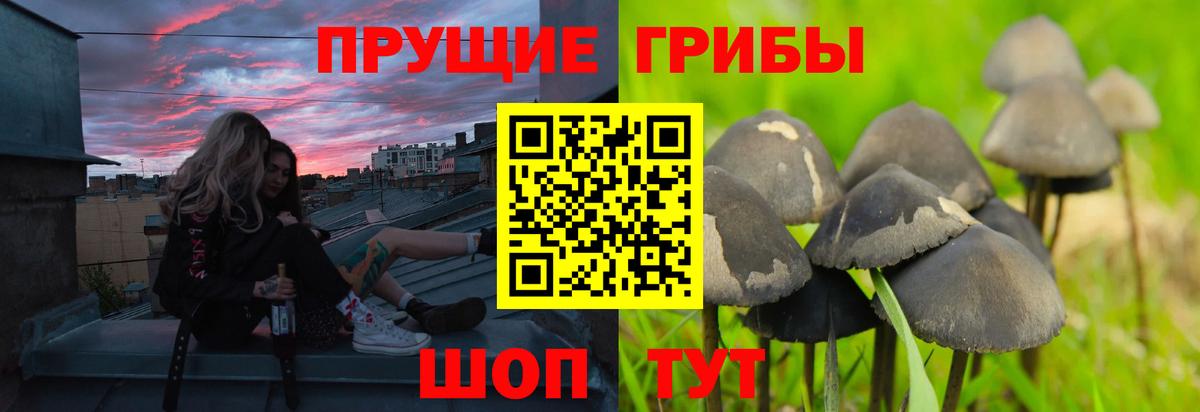 Галлюциногенные грибы Psilocybine cubensis  Вход с VPN  Кохма 